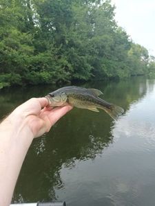 Largemouth Bass