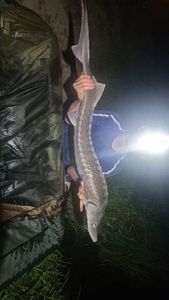 Sturgeon