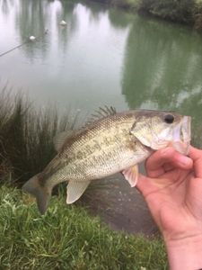 Black Bass (Achigan à Grande Bouche)