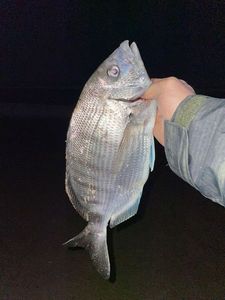 White Seabream