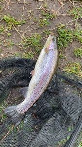 Rainbow Trout