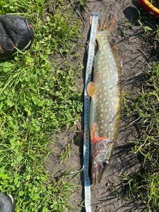 Northern Pike