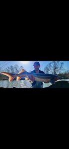 Sturgeon