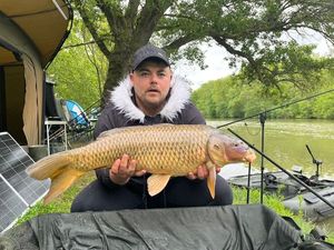 Common Carp