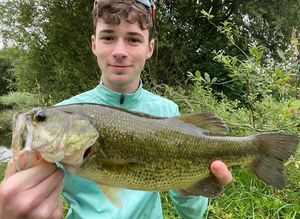 Largemouth Bass