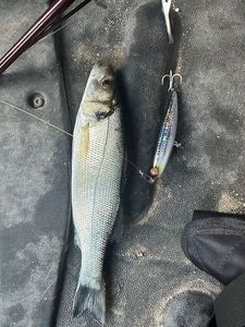 European Bass (Seabass)
