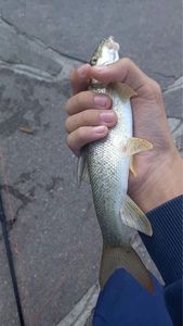 Barbel
