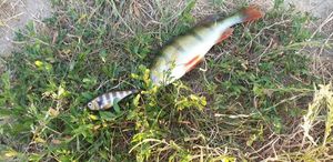 European Perch