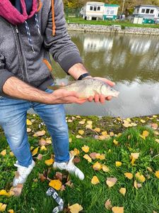 Common Carp
