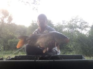 Common Carp