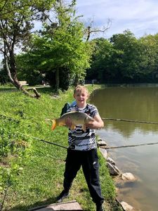 Common Carp