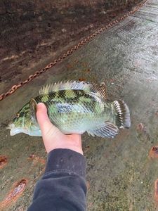 Ballan Wrasse