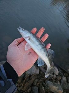 Zander