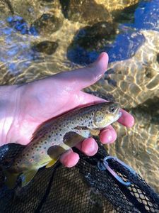 Brown Trout