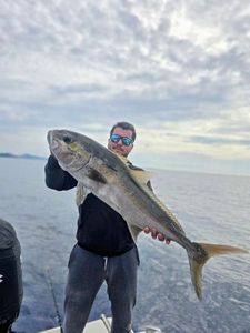 Greater Amberjack