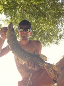 Northern Pike