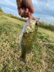 Smallmouth Bass