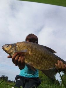 Common Bream