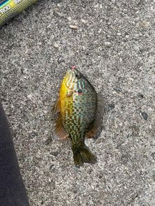 Green Sunfish