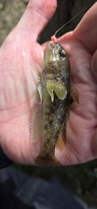 Round Goby