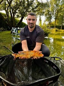Koï Fish