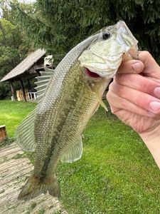 Largemouth Bass