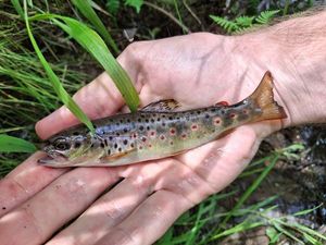 Brown Trout