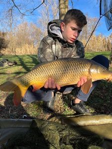 Common Carp
