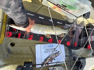 Northern Pike