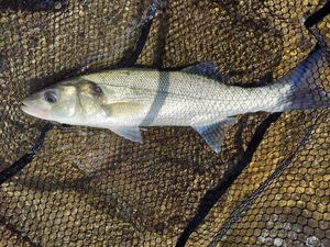 European Bass (Seabass)