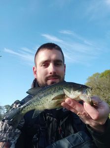 Largemouth Bass