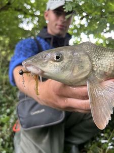 Barbel
