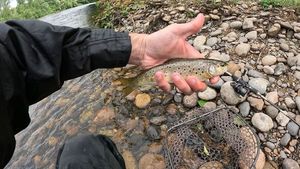 Brown Trout