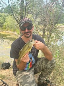 Largemouth Bass