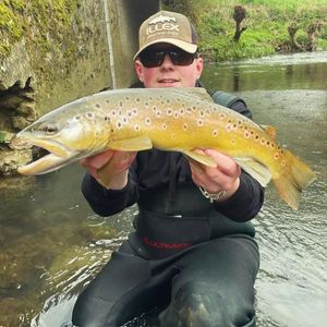 Brown Trout
