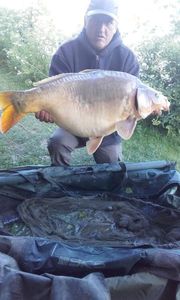 Mirror Carp