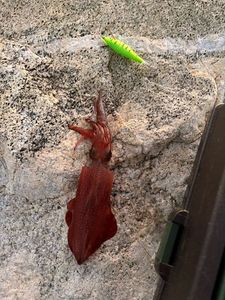 European Squid