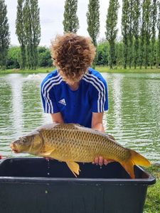 Common Carp