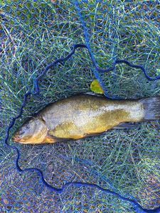 Tench