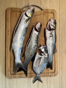 Golden grey mullet