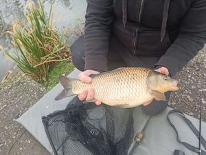 Common Carp