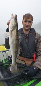 Zander