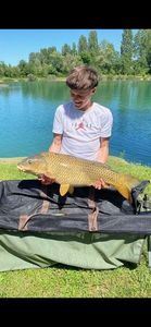 Common Carp