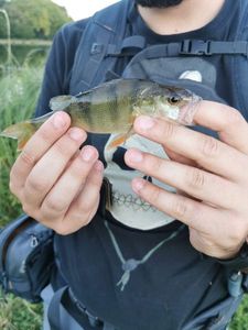 European Perch