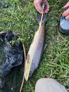 Brown Trout