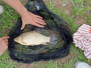 Common Carp