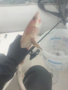 Lesser Spotted Dogfish (Small Spotted Catshark)
