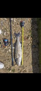 European Bass (Seabass)