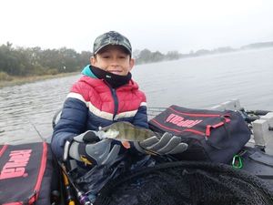 European Perch