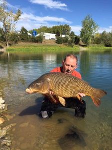 Common Carp